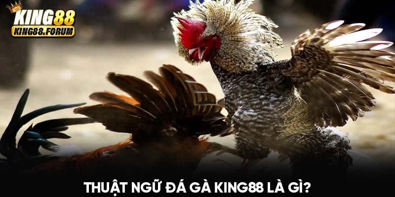 Thuật ngữ đá gà King88 xuất hiện trên các nền tảng giải trí trực tuyến