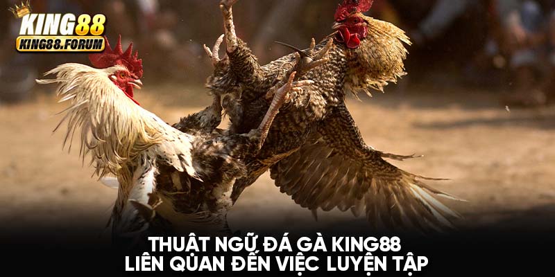 Thuật ngữ đá gà King88 để miêu tả quá trình luyện tập trước khi xuất trận