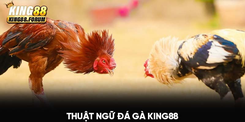 thuật ngữ đá gà King88