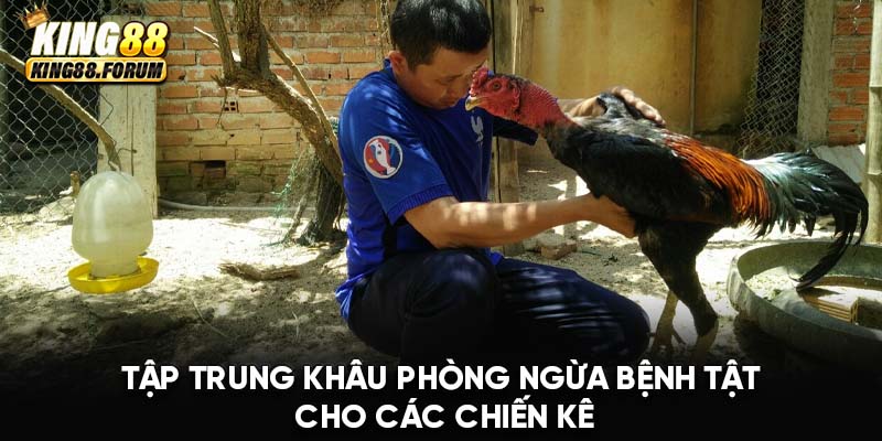 Cách nuôi gà đá tới bo King88 chú trọng phòng ngừa bệnh tật cho chiến kê