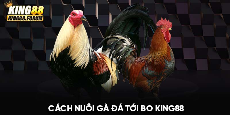 cách nuôi gà đá tới bo King88