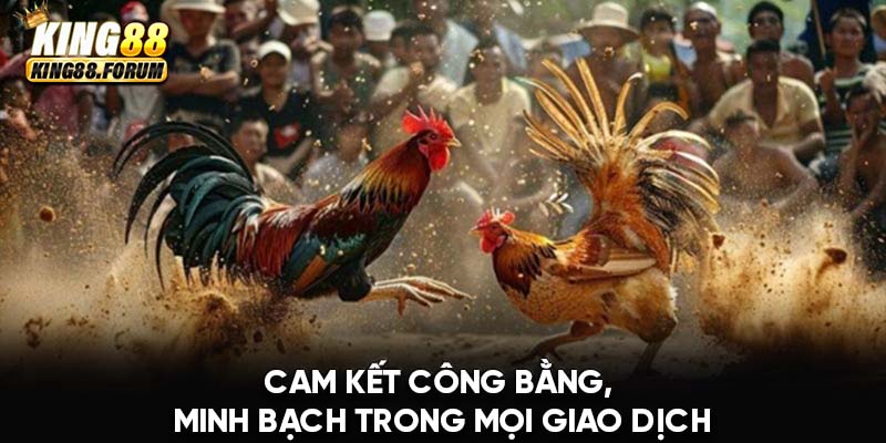 Kết quả trận đấu đá gà tại nhà cái đảm bảo công bằng, minh bạch