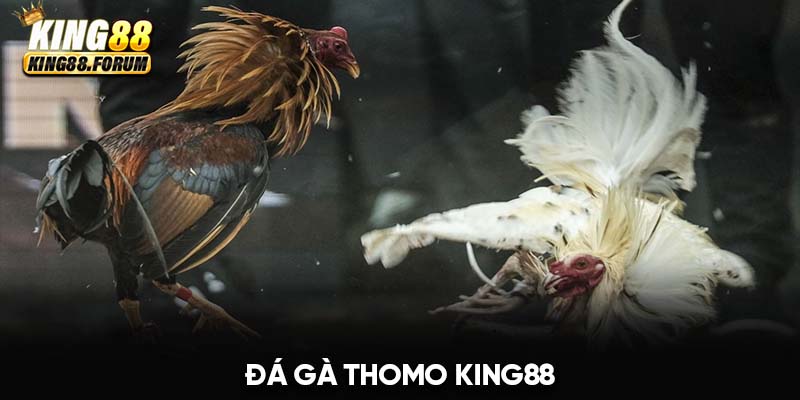 Đá gà Thomo King88