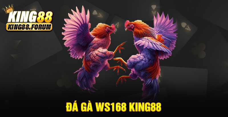 đá gà WS168 King88