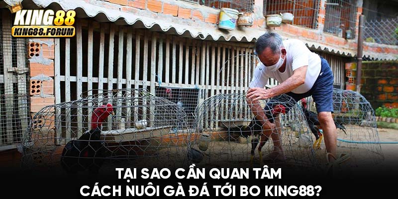 Trang bị cách nuôi gà đá tới bo King88 giúp sư kê chọn ra những chiến kê xuất sắc